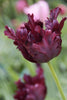 Elegant Parrot Black Parrot tulip displaying its unique ruffled petals.