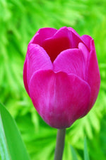 Tulip - Blue Beauty