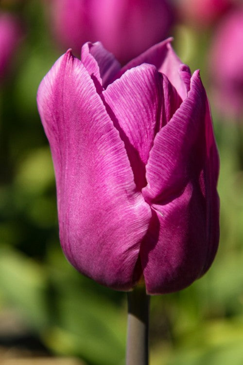 Close-up Triumph tulip Blue Beauty purple elegant petals strong green stem