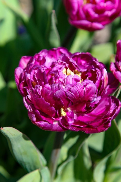 Tulip - Blue Spectacle