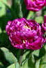Load image into Gallery viewer, Double Late Blue Spectable tulip close-up in full bloom with purple petals