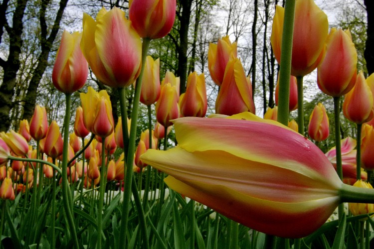 Vibrant Blushing Beauty tulip with delicate petals shining in the sunlight.