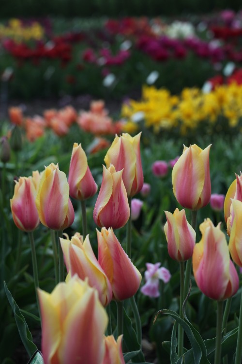 Group of breathtaking single late tulip named Blushing Beauty in full bloom.