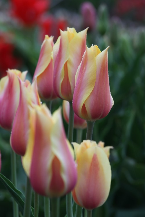 Captivating Blushing Beauty tulip displaying its graceful pink blossoms.