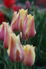 Load image into Gallery viewer, Captivating Blushing Beauty tulip displaying its graceful pink blossoms.