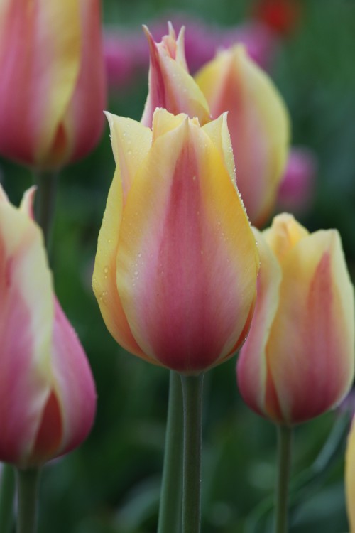 Close-up Single Late Blushing Beauty tulip with pink and orange petals