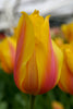 Single late blushing beauty with yellow, pink and red streaks. Close-up photo.