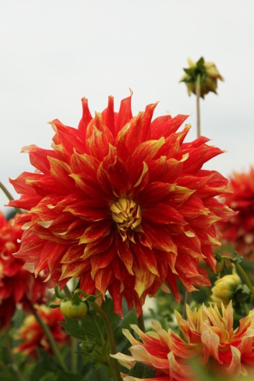Dahlia - Bodacious