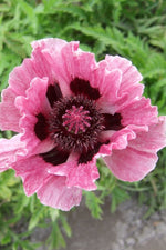 Papaver Orientale - Bolero