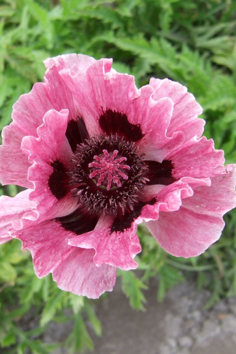 Papaver Orientale - Bolero