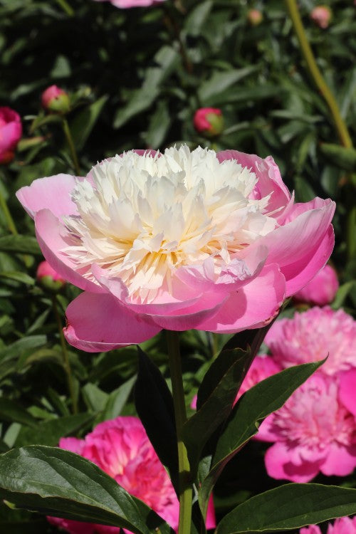 Captivating Peony: Bowl of Beauty variety offers a floral masterpiece.