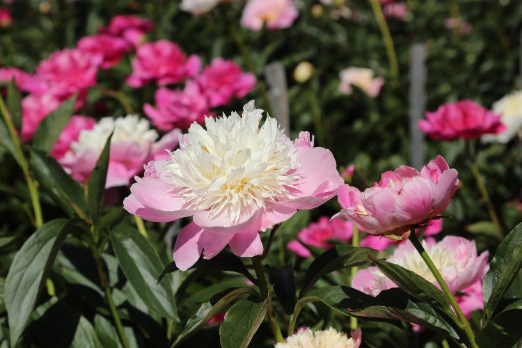 Enchanting Bowl of Beauty peony, a symbol of grace and elegance