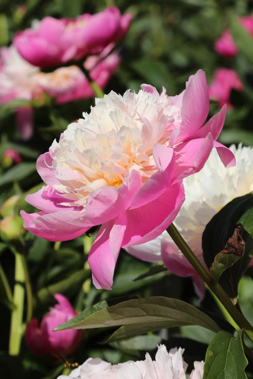 Bowl of Beauty peony blooms: a stunning floral arrangement centerpiece.