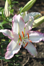 Lily - Brasilia