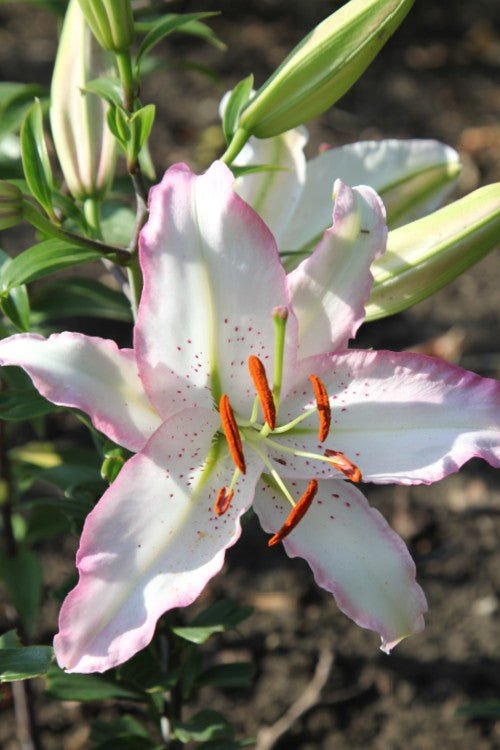 Lily - Brasilia