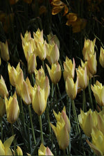 Tulip - Batalinii Bright Gem