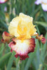 Load image into Gallery viewer, Close-up of Bearded Iris Broadway Star with yellow and brown colored petals