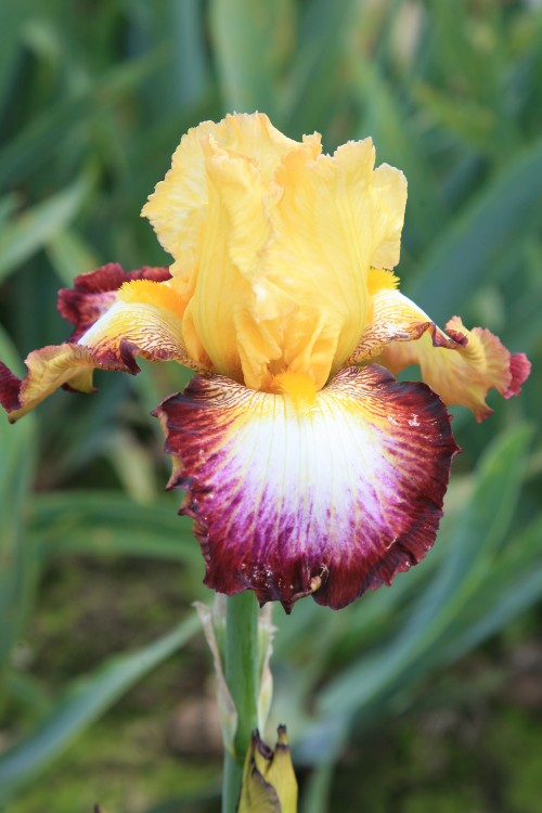 Broadway Star Bearded Iris with brown and yellow colored petals.