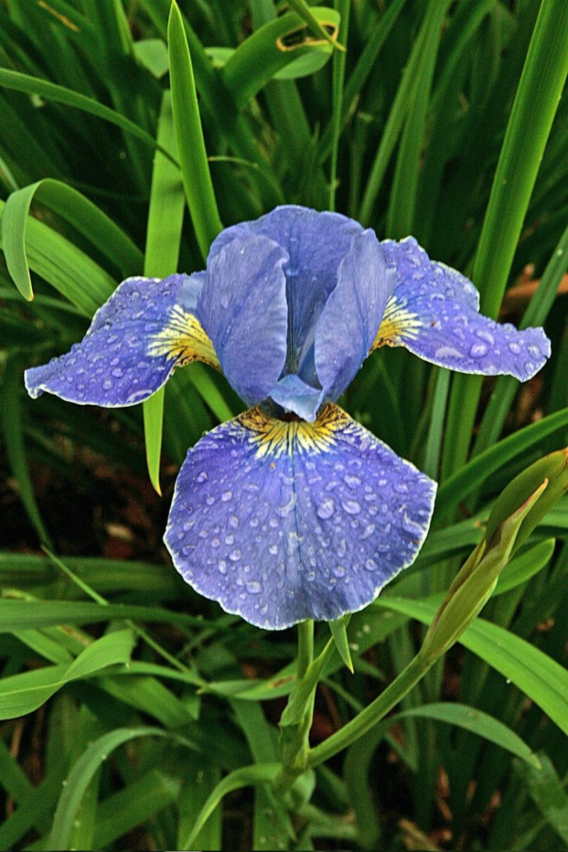 Iris Siberica - Ceasar's Brother