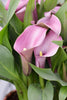 Lavender Gem - Calla Bulbs