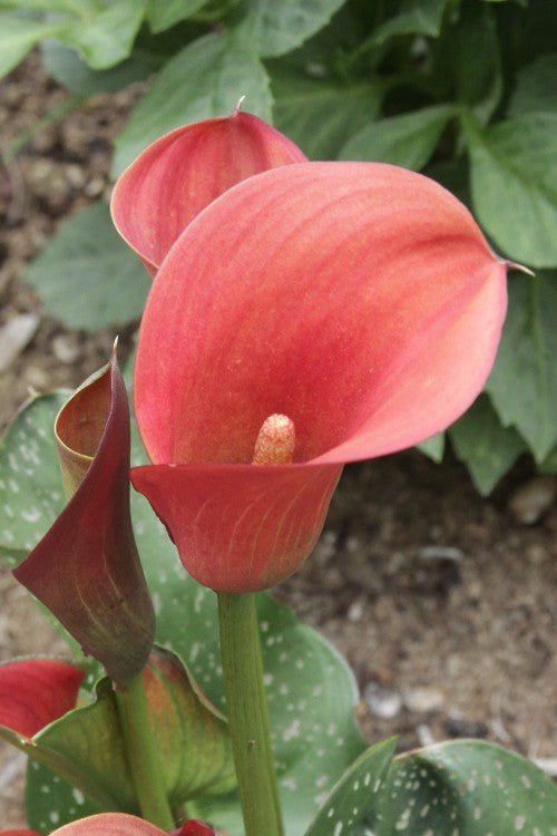 Calla - Flame