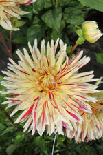 Dahlia - Cambridge