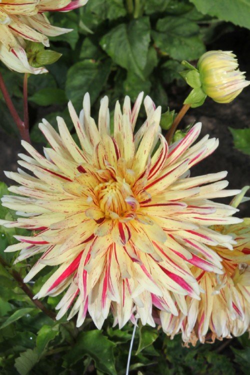 Dahlia - Cambridge