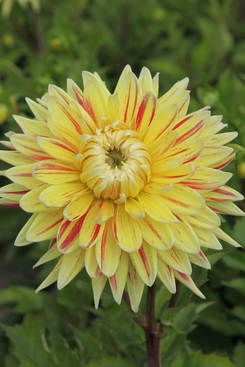Dahlia - Cambridge