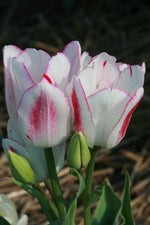 Tulip - Candy Club
