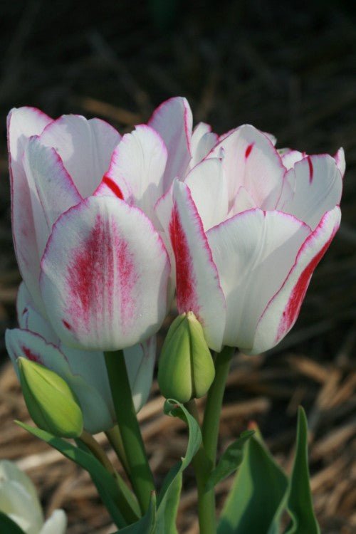 Tulip - Candy Club