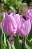 Group of Triumph Candy Prince tulips, with lilac petals and green leaves.