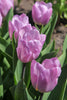 Group of Triumph Candy Prince tulips, with purple-violet petals.