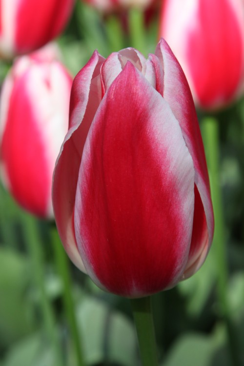 Close-up of vibrant red Darwin Hybrid Candy Apple Delight tulip.