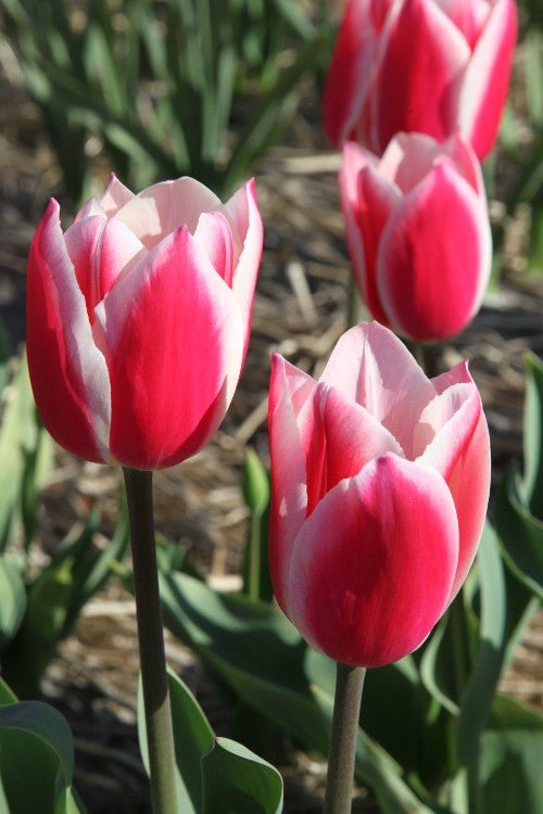Tulip - Candy Apple Delight