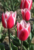 Beautiful tulips with red petals, known as Darwin Hybrid Candy Apple Delight.