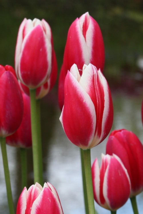 Darwin Hybrid Candy Apple Delight tulips red with white petals group