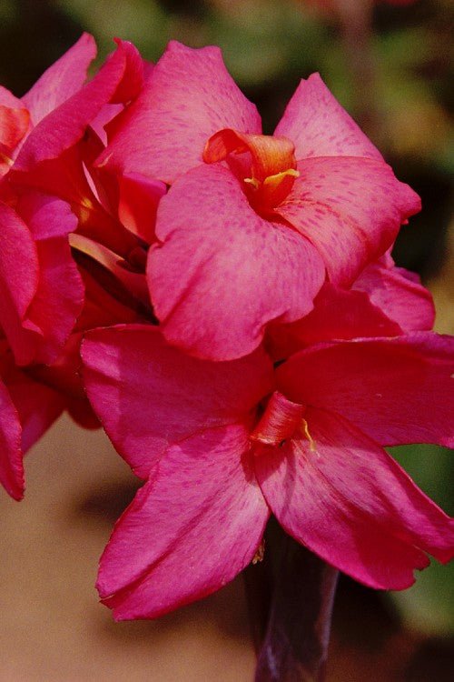 Canna - City of Portland