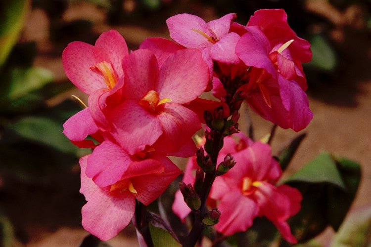 Canna - City of Portland