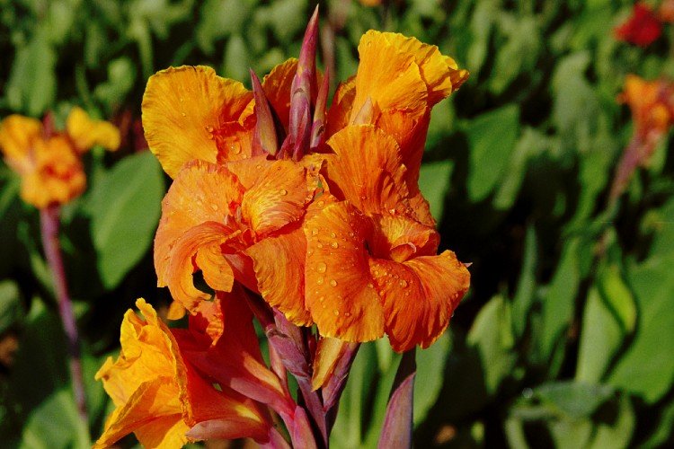 Canna - Orange Beauty