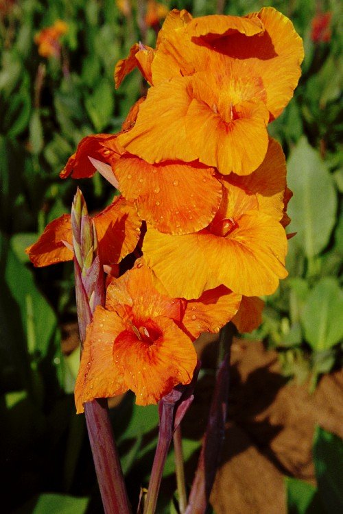 Canna - Orange Beauty