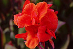 Canna - Red King Humbert