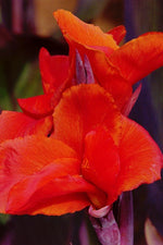 Canna - Red King Humbert