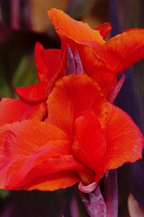 Canna - Red King Humbert