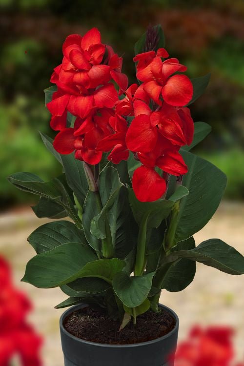 Canna - Happy Carmen