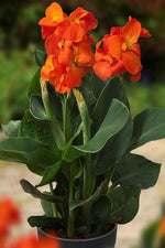 Canna - Happy Cleo
