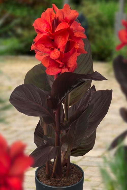 Canna - Happy Julia