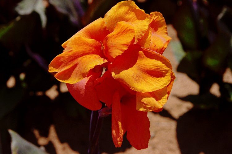Canna - Wyoming