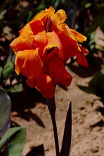 Canna - Wyoming