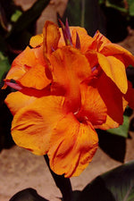 Canna - Wyoming