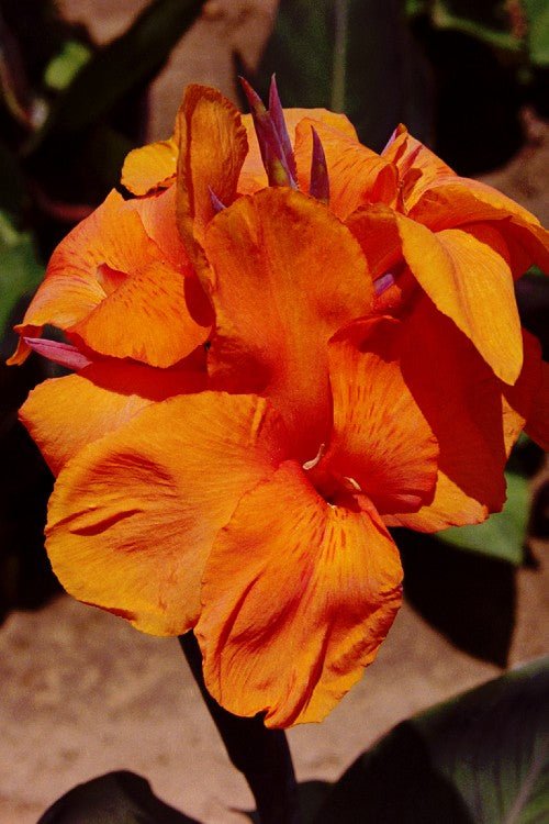 Canna - Wyoming